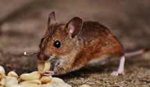 24 Hour & Emergency Exterminators in Portia, AR